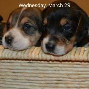 Meet your Posher, Dagmar